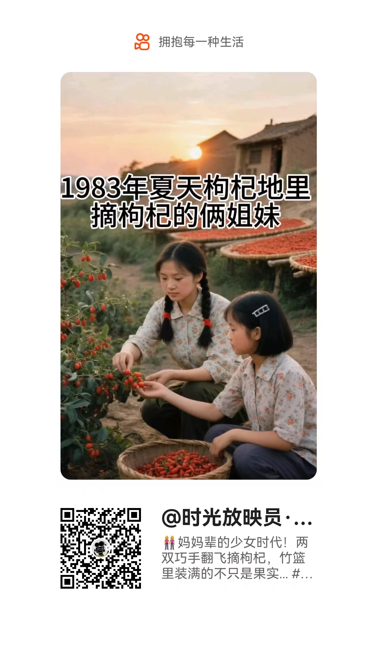 妈妈辈的少女时代！两双巧手翻飞摘枸杞